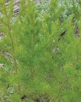 Artemisia capillaris
