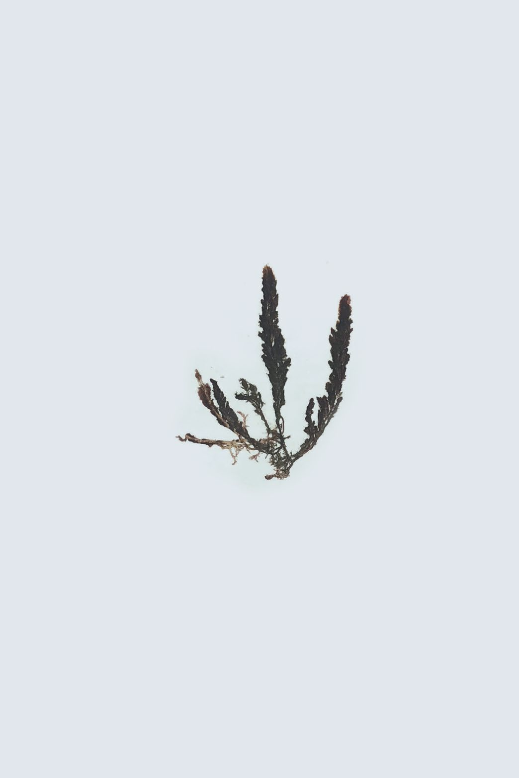 Asparagopsis taxiformis