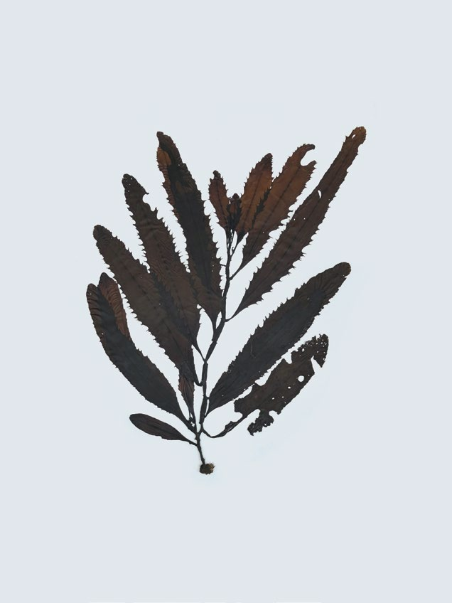 Sargassum serratifolium