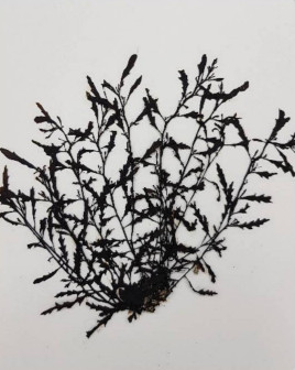 Sargassum yezoense