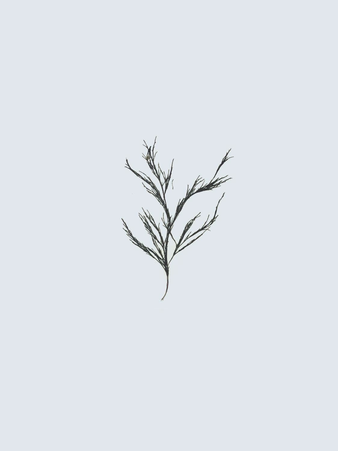 Cladophora wrightiana var. minor