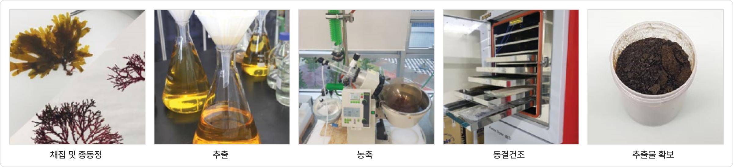 채집 및 종동정, 추출, 농축, 동결건조, 추출물 확보