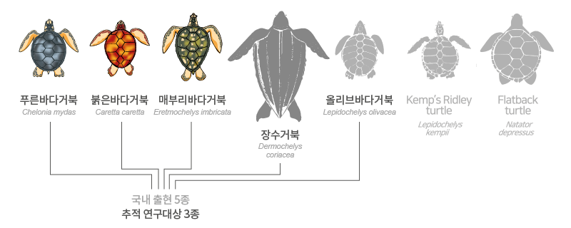 전 세계의 바다거북 7종
