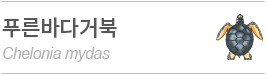 푸른바다거북