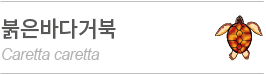 붉은바다거북