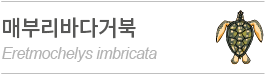매부리바다거북