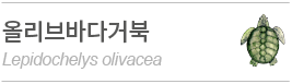 올리브거북