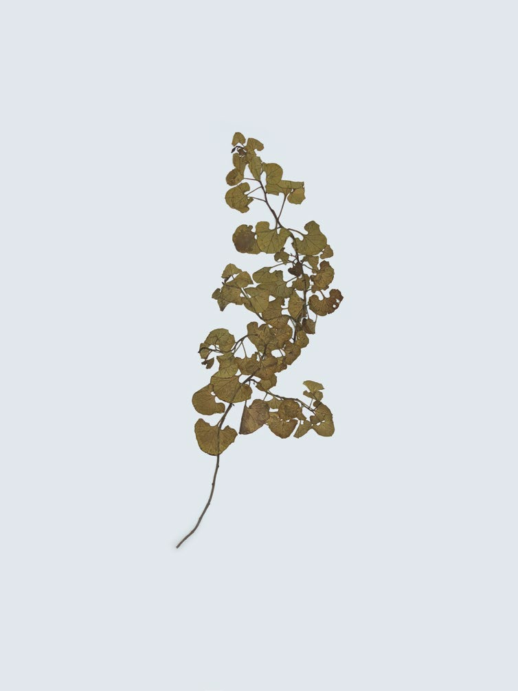 갯메꽃