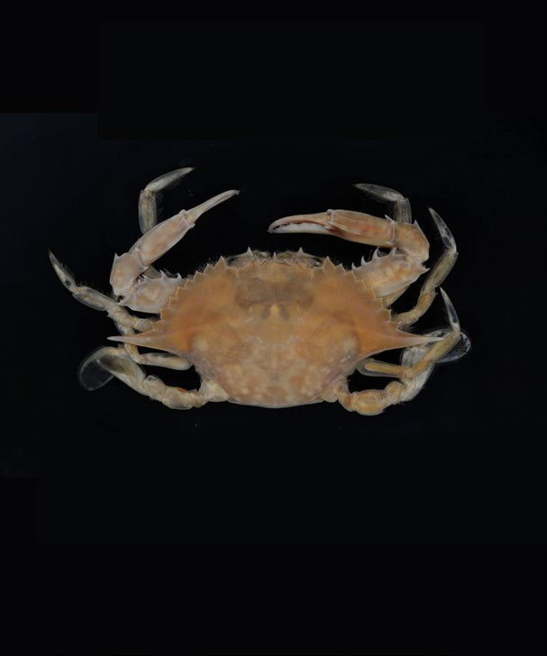 꽃게