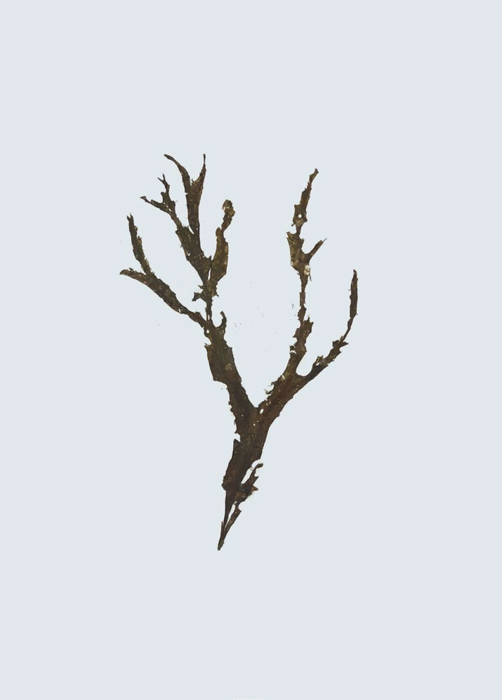 미끈뼈대그물말