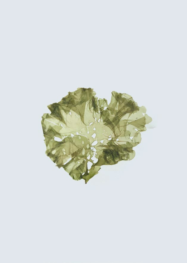 구멍갈파래